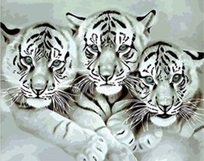 Тигрята.Роспись по холсту(картина по номерам 40*50см)